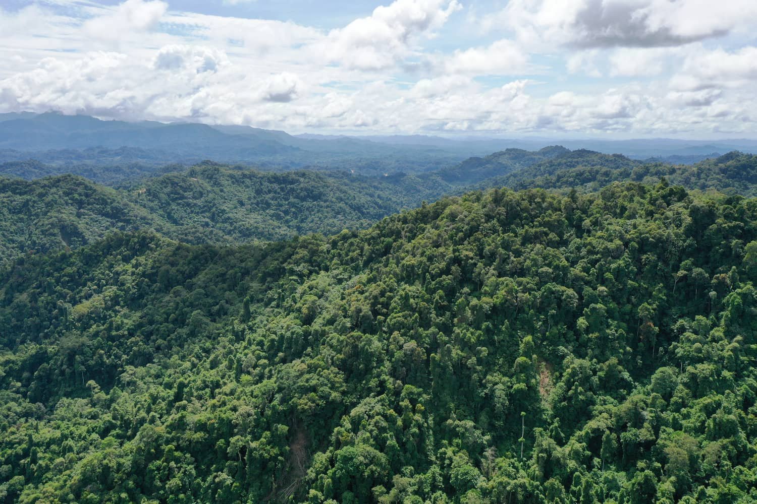 Aerial view of a river winding through tropical forest