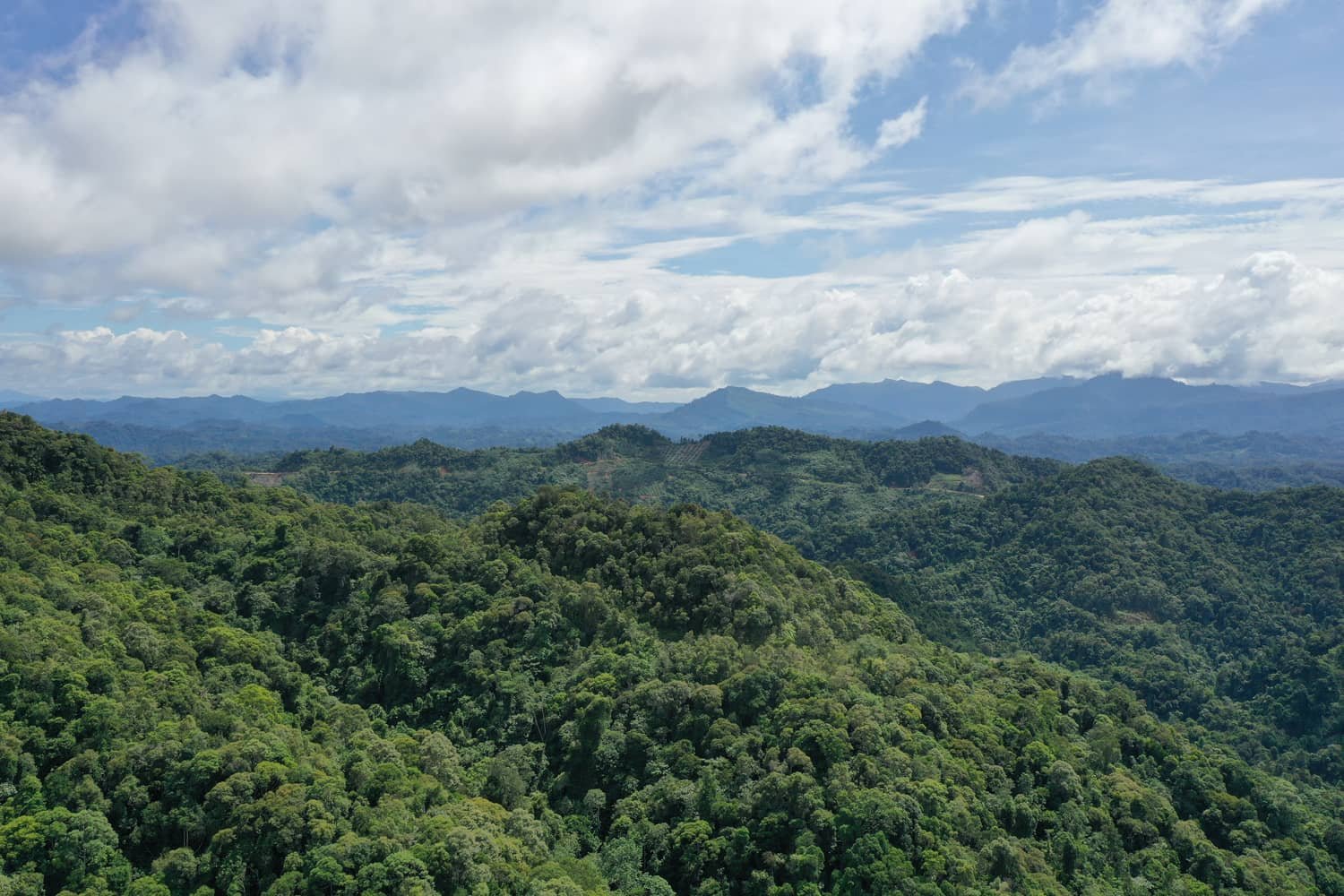 Sunlight breaking through a tall tropical forest canopy