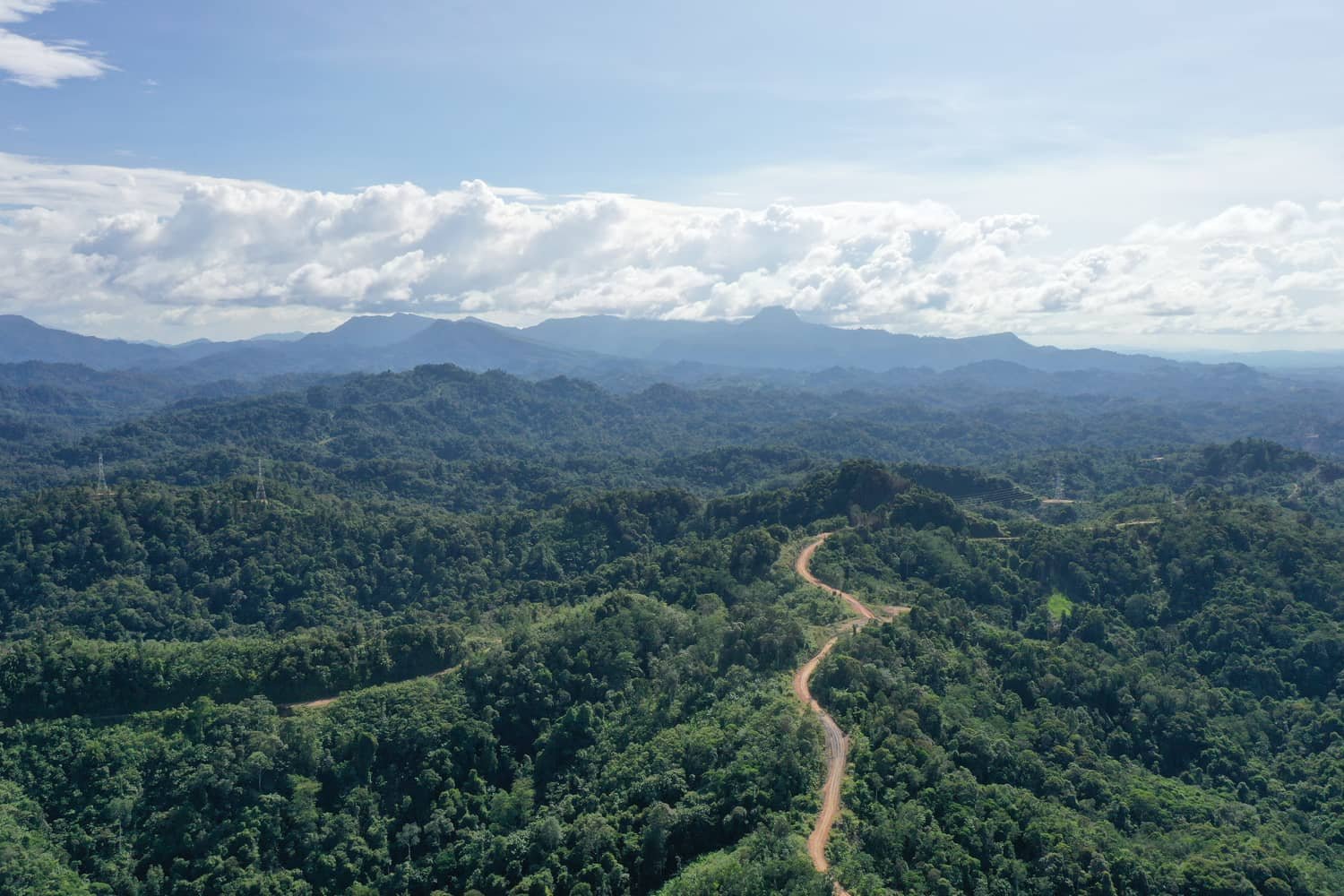 Dense tropical forest canopy from above