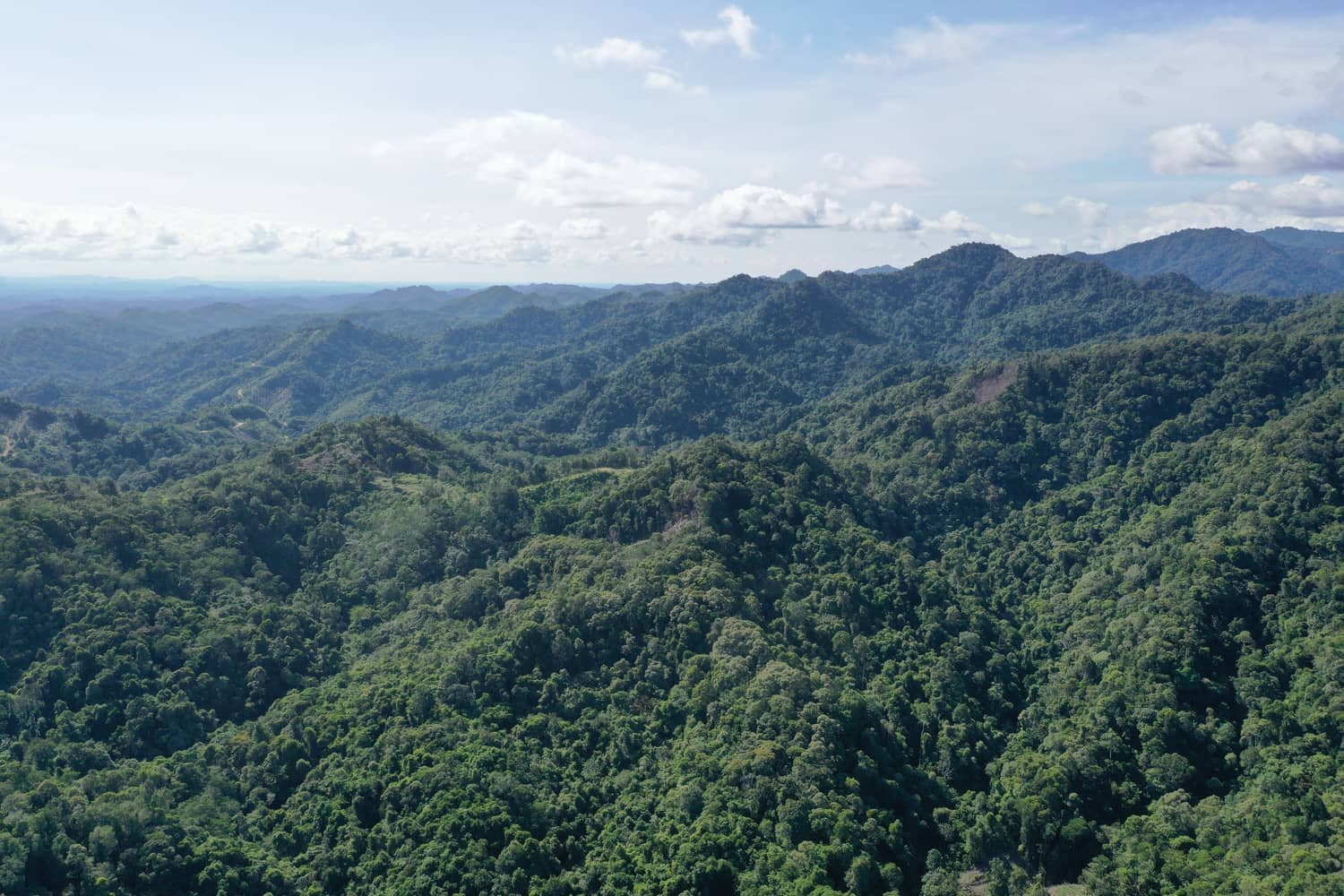 Aerial view of a reforestation and forest-management project site