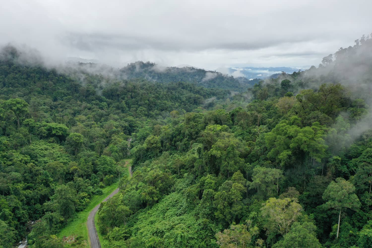 Aerial drone view of tropical forest canopy