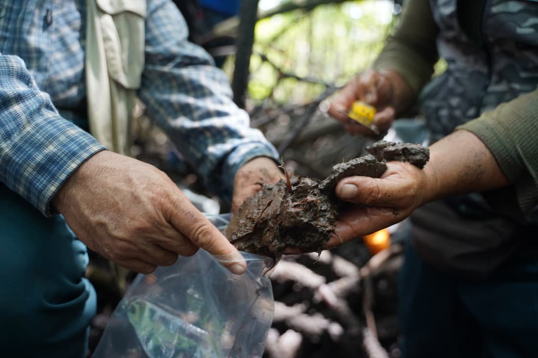 Close-up of a peat soil core sample being collected during fieldwork