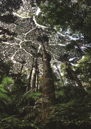 FRIM Campus team beneath the forest canopy