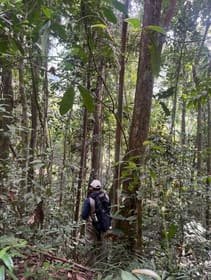 Sastena surveyor walking a transect through dense forest understorey.