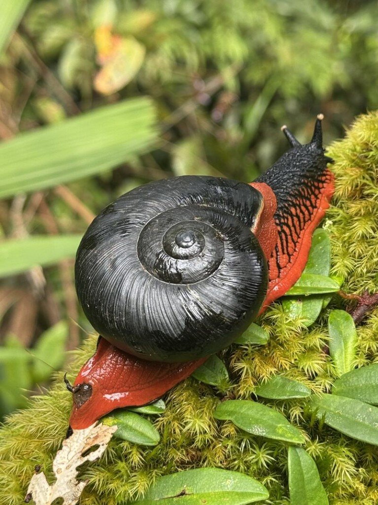 Fire snail in moss on the forest floor at Lojing Highlands