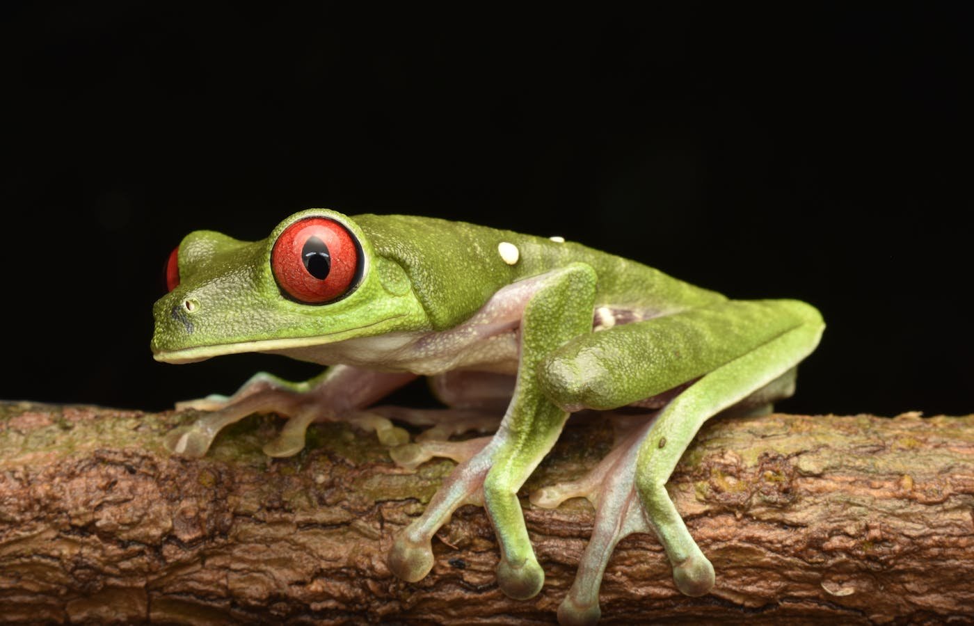A red-eyed tree frog resting on a branch, representing forest biodiversity